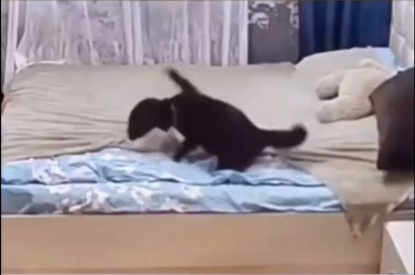 小貓弄亂床，貓媽媽鋪回去。（圖／翻攝自微博@青島都市報）