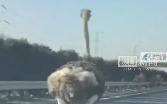 ▲大陸G18榮烏高速天津段上出現一隻狂奔的鴕鳥，造成路過駕駛一陣騷動。（圖／翻攝微博）