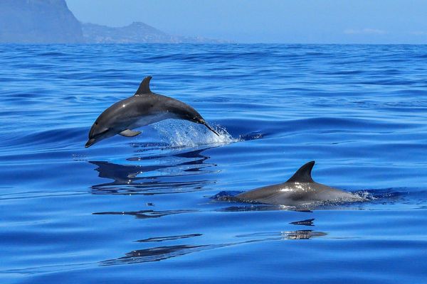 ▲在Crombie Point海岸，發現一對擱淺的海豚母子。（示意圖／取自免費圖庫Pixabay）