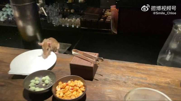 大陸女網友在五星飯店撞見一隻老鼠跑上她的餐盤上，讓她當場尖聲尖叫。（圖／翻攝自微博）