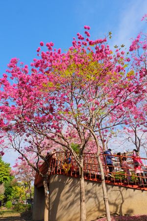 ▲▼台中北屯三甲公園。（圖／飛天璇的口袋提供）