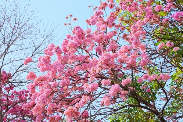 ▲▼台中北屯三甲公園。（圖／飛天璇的口袋提供）