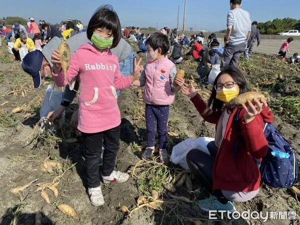 ▲台電雲林區處關懷在地農民協助行銷當地農特產品,今日號召近500位員眷到水林鄉下田採收地瓜,讓員工體驗農家生活,和家人共享田園樂趣。(圖/記者蔡佩旻翻攝)
