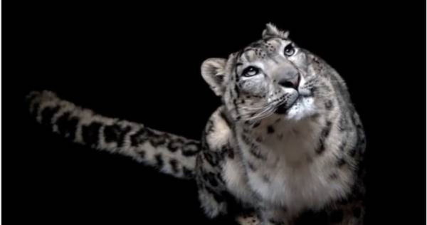美國動物園的雪豹因為新冠肺炎不幸身亡。（圖／翻攝自IG）