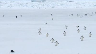 極地企鵝被「5倍速快轉」全體暴衝　身體瘋狂搖擺：根本玩具機器人