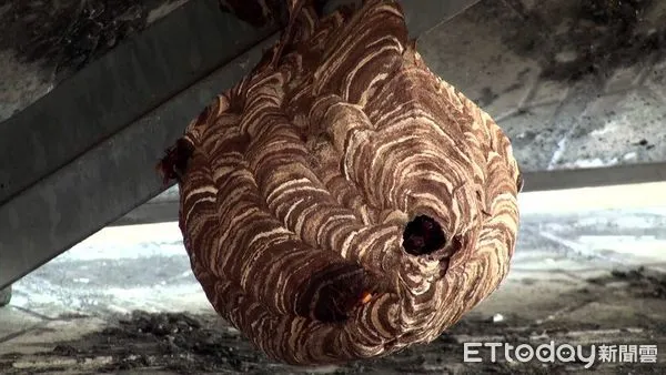 ▲登山隊伍疑遭虎頭蜂攻擊(圖/記記者王兆麟攝示意圖)