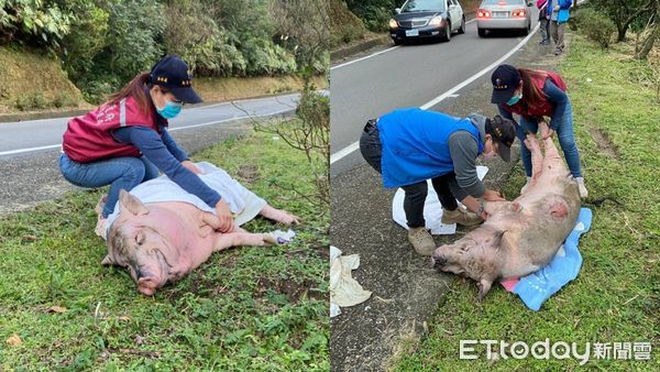 ▲60公斤麝香豬疑遭飼主狠心丟下車命危 新北動保處追查。（圖／新北市動保處提供）