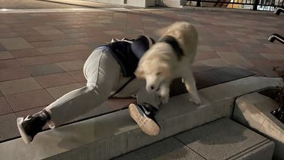 飼主跌下階梯「阿金急衝上前關心」　反觀有人拍攝者不救啦