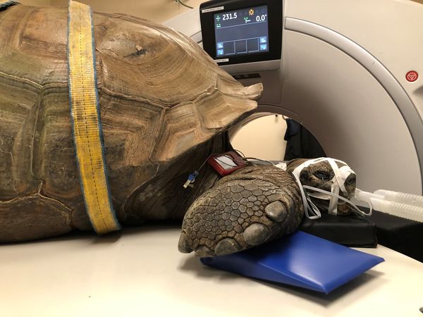 巨大象龜做斷層掃描。（圖／翻攝自Binder Park Zoo）