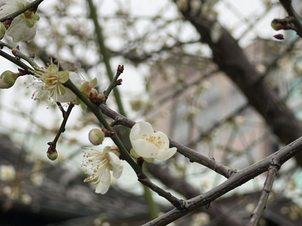▲逸仙公園內種植白色和粉紅色的梅花，預計一月底進入最美花期。（圖／公園處提供）