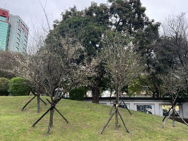 ▲逸仙公園內種植白色和粉紅色的梅花，預計一月底進入最美花期。（圖／公園處提供）