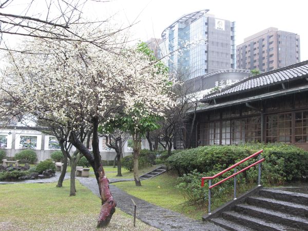 ▲逸仙公園內種植白色和粉紅色的梅花，預計一月底進入最美花期。（圖／公園處提供）