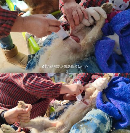 大陸239隻貓狗獲救。（圖／翻攝自@成都愛之家動物救助中心）