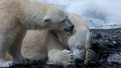 2北極熊幼崽被野放「18天後再現」　徒步走603公里回頭找餵食人類