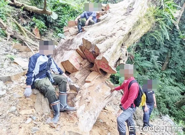 ▲桃園地檢署檢察官去年9月指揮保七總隊在桃園市復興區山區查獲山老鼠盜採珍貴肖楠等國有林木,警方當場人贓俱獲。(圖/記者沈繼昌翻攝)