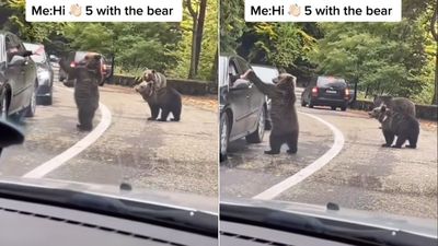 塞車遇見熊家族他「手伸車窗外」　黑熊見狀直挺站立「擊掌回應」