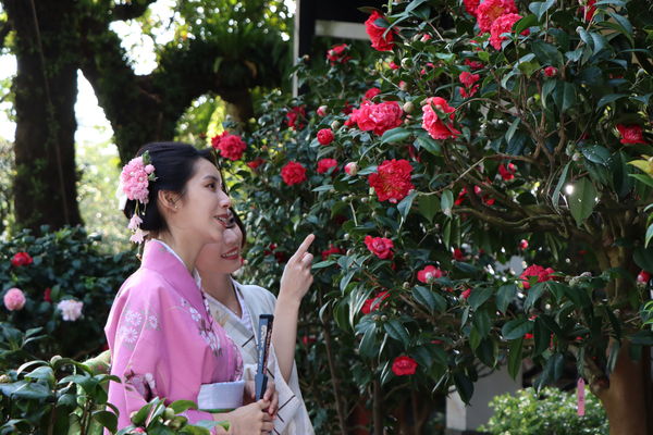 ▲▼ 劍湖山世界打造山茶花園。（圖／劍湖山世界提供）