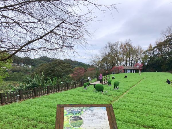 ▲魯冰花也即將華麗亮相於貓空樟樹步道。（圖／大地處）