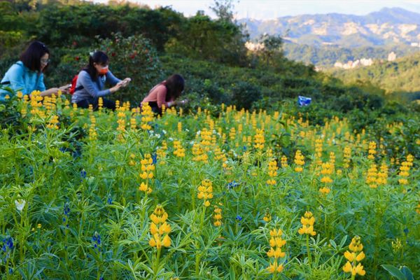 ▲六季香茶坊下方那塊茶園的魯冰花開先鋒，就位於樟湖步道入口處。（圖／陳志東提供，請勿隨意翻拍，以免侵權）