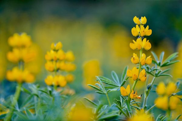 ▲六季香茶坊下方那塊茶園的魯冰花開先鋒，就位於樟湖步道入口處。（圖／陳志東提供，請勿隨意翻拍，以免侵權）