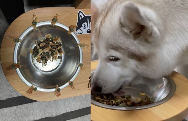 ▲挑食哈士奇盯飼料30秒拒吃　「低頭定格禱告」笑翻網：以為睡著了。（圖／有點毛毛的／網友蔡耀德提供）