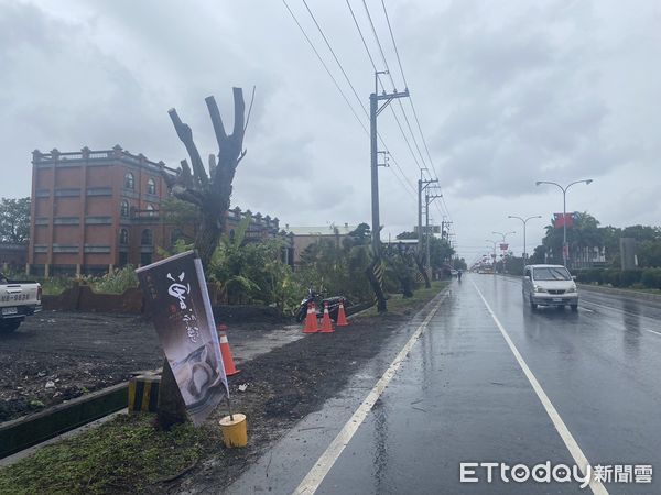 ▲▼行道樹慘遭斷頭。（圖／記者王兆麟翻攝）