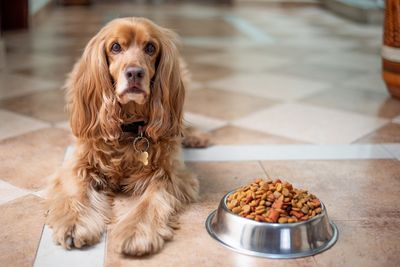 試吃狗飼料年賺5百萬！奇怪高薪職業大公開