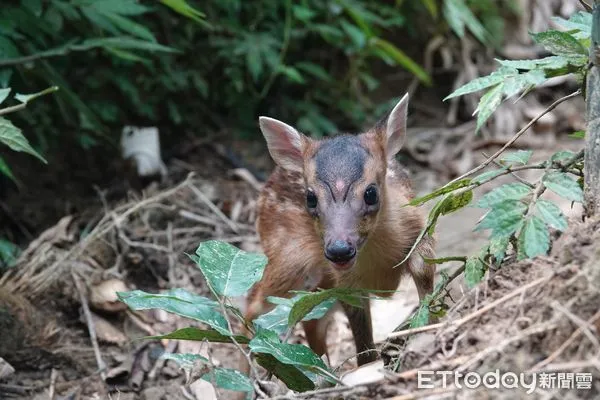▲新春出遊遇野生動物 新北動保處籲遵守「三不原則」。(圖/新北市動保處提供)
