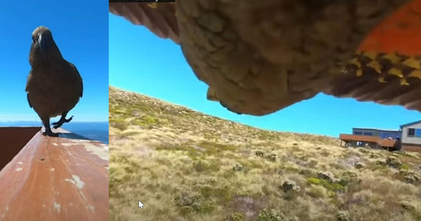 頑皮鸚鵡看到GoPro後，直接咬了就飛走。（圖／翻攝自YouTube）