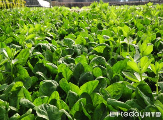 ▲台大山地實驗農場自產的有機菠菜,口感清脆又新鮮。(圖/台大山地實驗農場提供)