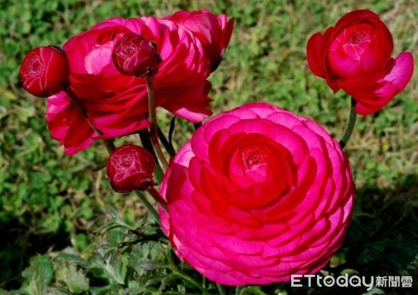 ▲▲▲以上分別為台灣難得一見的鬱金香、台灣一葉蘭、陸蓮。(圖/台大山地實驗農場提供)