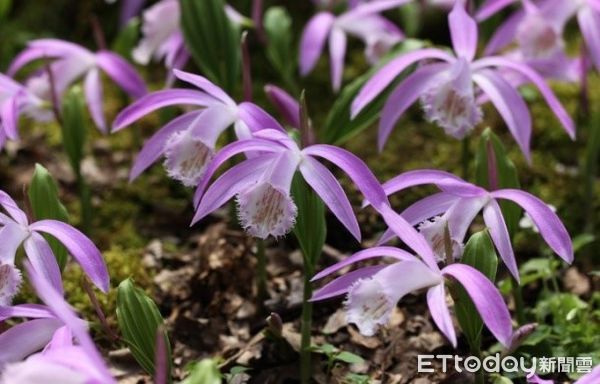 ▲台大山地實驗農場「2022年春之饗宴」活動將於3月登場。(圖/台大山地實驗農場提供)