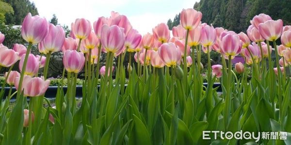 ▲台大山地實驗農場「2022年春之饗宴」活動將於3月登場。(圖/台大山地實驗農場提供)