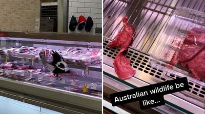 喜鵲飛進超市「牛排buffet吃到飽」　澳洲網友終於知道為何無肉可買