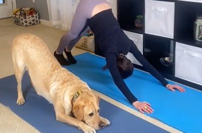 「真·下犬式」拉布拉多跟練瑜珈　其他飼主：看看別人家的狗