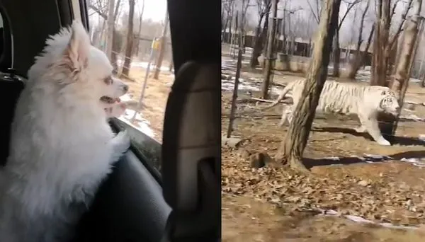 把獵物送上門!女開車逛猛虎區「愛犬趴在窗邊」 吸餓虎絕命狂追。(圖/翻攝自微博/秒聞視頻)