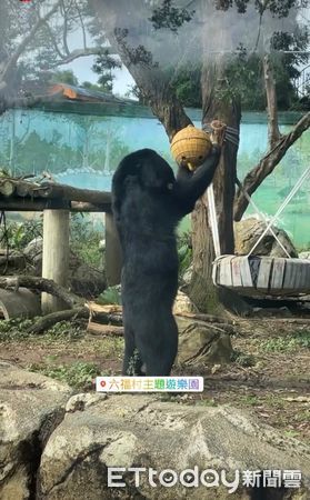 ▲▼台灣黑熊「帥氣→懶洋洋」反差萌曝。（圖／六福村授權提供）