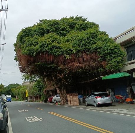 ▲彰化安全帽樹成歷史。(圖/翻攝自Facebook/爆廢公社)