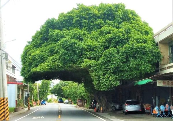 ▲彰化安全帽樹成歷史。(圖/翻攝自Facebook/爆廢公社)