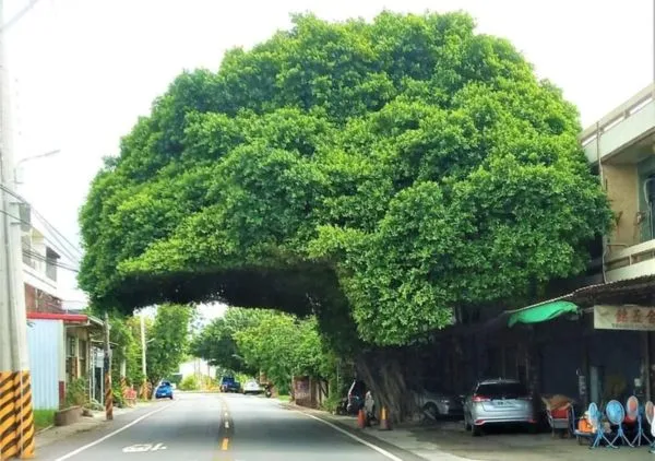 ▲彰化安全帽樹成歷史。(圖/翻攝自Facebook/爆廢公社)