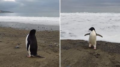 Pingu泳渡3千公里到紐西蘭！　「佇立1hr頭動了」民眾驚呼：是真的