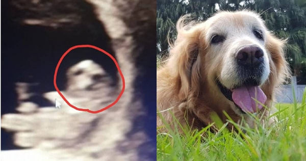 網友貼出太太的超音波照，表示愛犬實現諾言「回來當我女兒了」。（組合圖／黃金獵犬大聯盟）