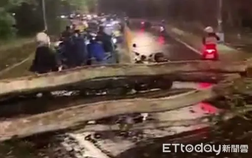 ▲暨大倒木擋道,導致學生摔車受傷。(圖/翻攝「記者爆料網」臉書社團)