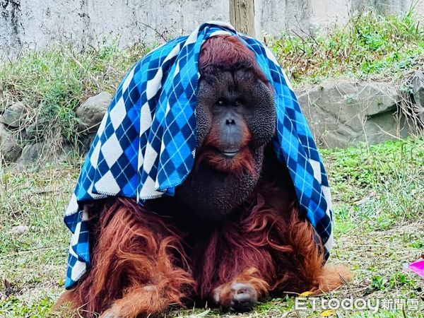 ▲壽山動物園紅毛猩猩「咪咪」、「阿宏」披毛毯，整個動物園就像牠的伸展台。（圖／壽山動物園提供）