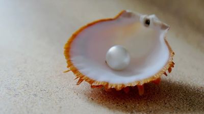 美男吃蛤蜊「嘴裡有超硬異物」　他吐出高價值珍珠：還以為牙齒掉了