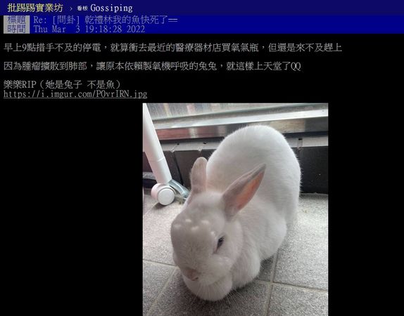 ▲▼原PO名為樂樂的兔子因為停電缺氧而死。（圖／翻攝自PTT）