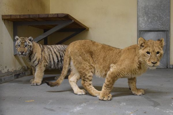 烏克蘭獅子老虎抵達波蘭波茲南動物園。（圖／翻攝自Zoo Poznań Official Site）