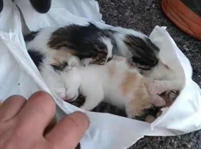 剛出生小貓們「一袋全打包丟垃圾車」！員工忙搶救仍不幸夭折一隻