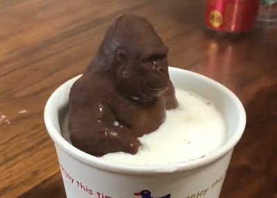大猩猩巧克力「泡熱牛奶浴」　突然「倒頭栽滅頂」笑翻百萬網