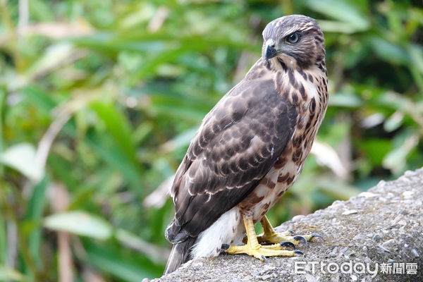 ▲板橋公園驚見老鷹受傷「呆站30分鐘」　動保員到場笑：是大笨鳥啦。（圖／新北市動物保護處提供。）